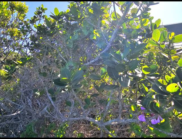 2,779M² VACANT LAND FOR SALE IN SPRINGERBAAI ECO ESTATE